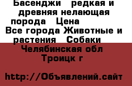 Басенджи - редкая и древняя нелающая порода › Цена ­ 50 000 - Все города Животные и растения » Собаки   . Челябинская обл.,Троицк г.